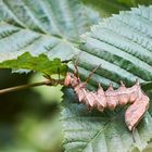 Raupe des Buchen-Zahnspinners  ( Stauropus fagi)