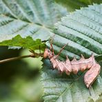 Raupe des Buchen-Zahnspinners  ( Stauropus fagi)