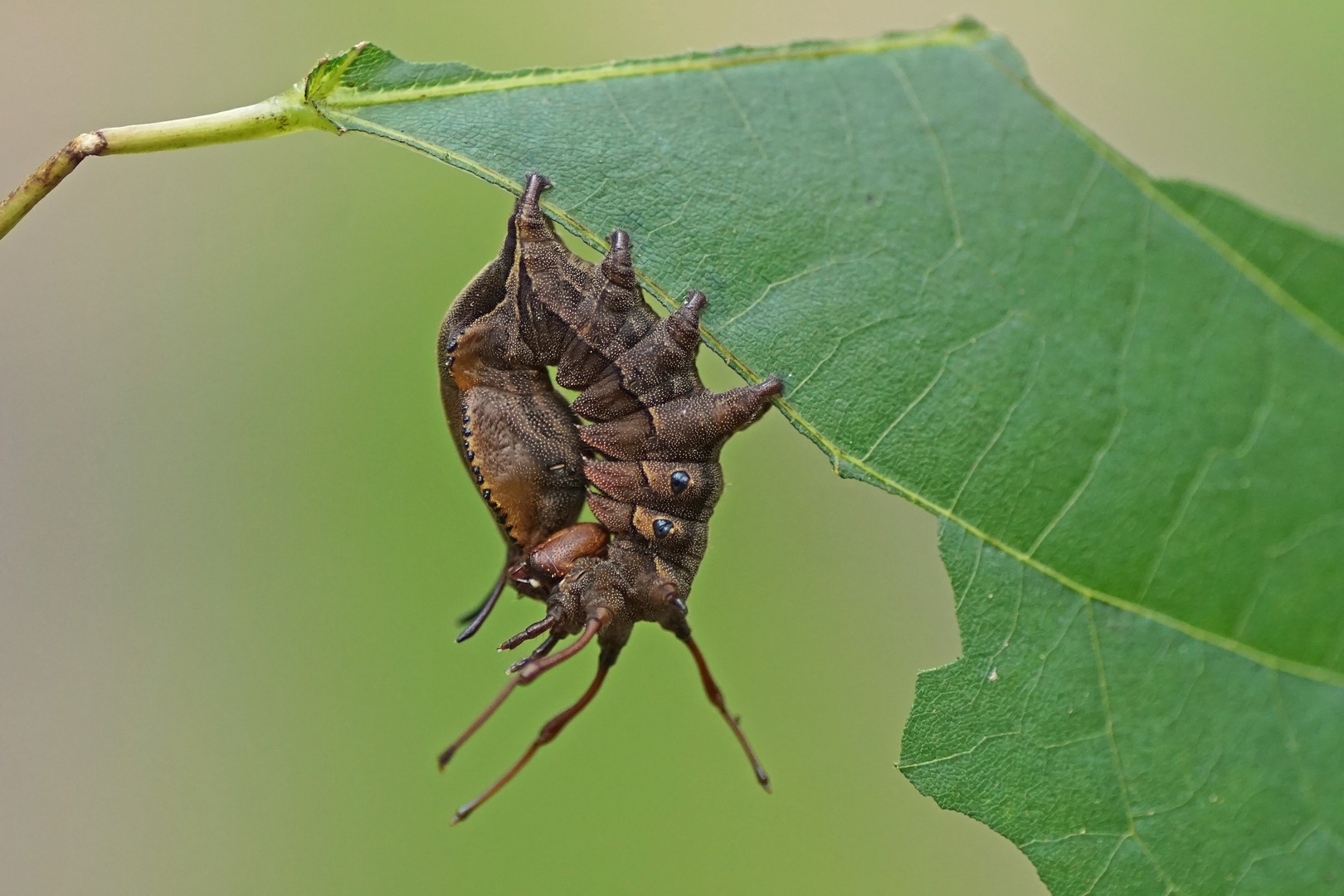 Raupe des Buchen-Zahnspinners (Stauropus fagi)