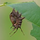 Raupe des Buchen-Zahnspinners (Stauropus fagi)