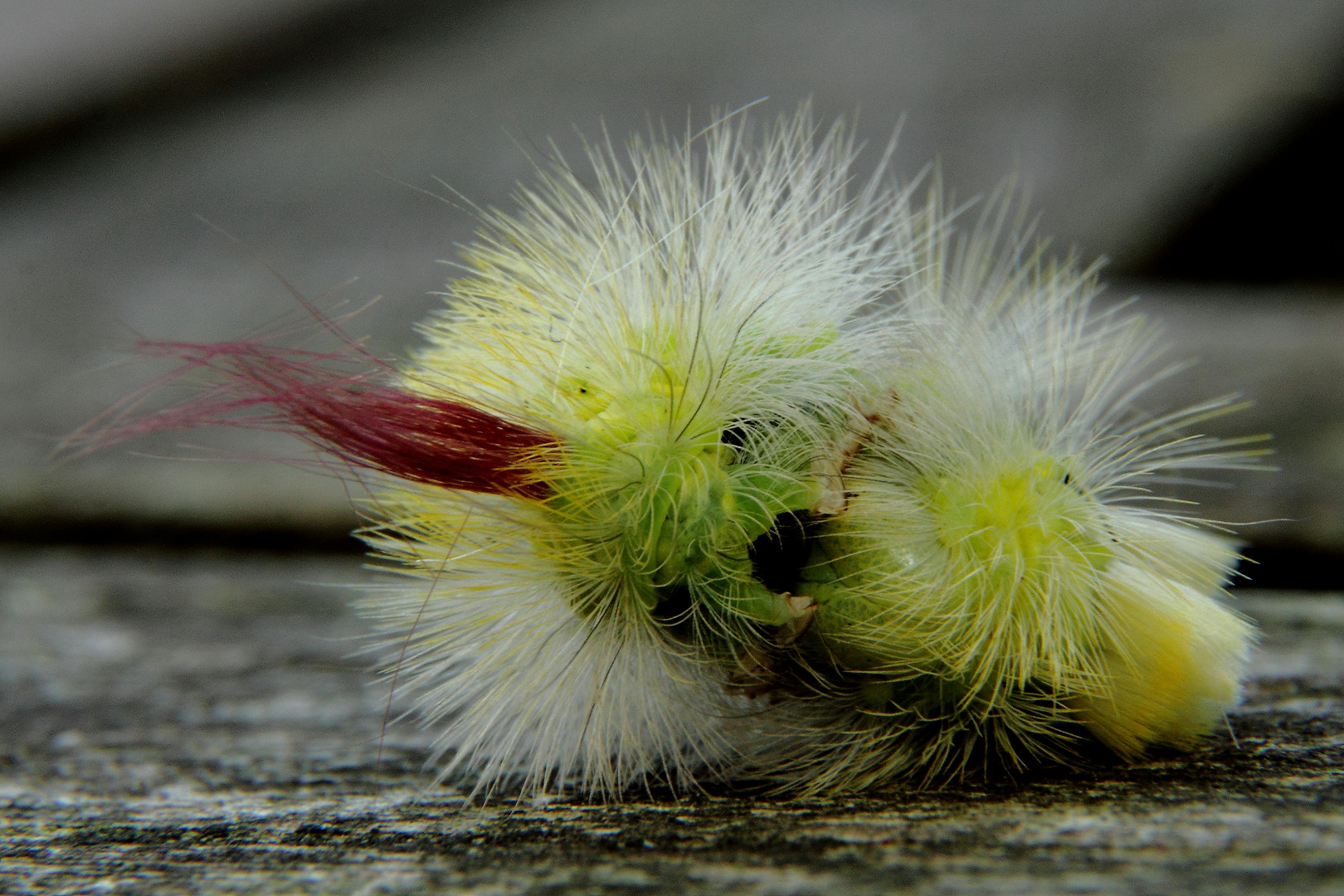 Raupe des Buchenstreckfuß