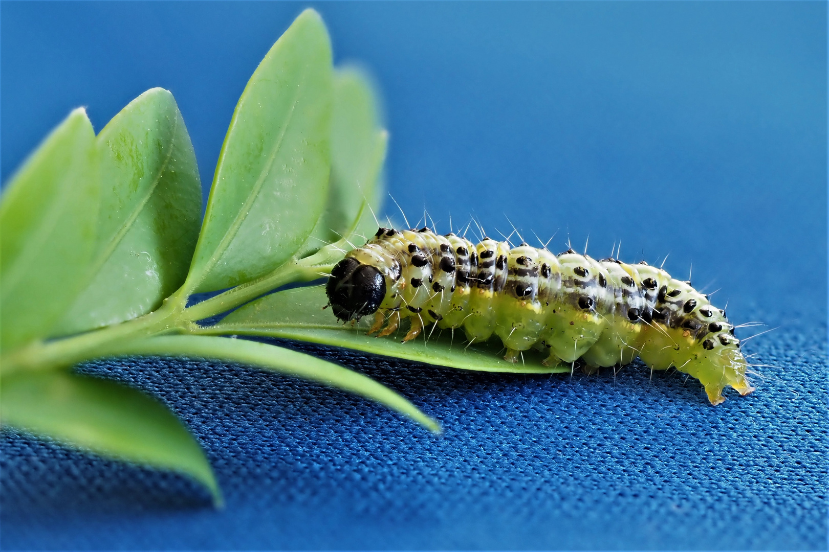 Raupe des Buchsbaumzünsler