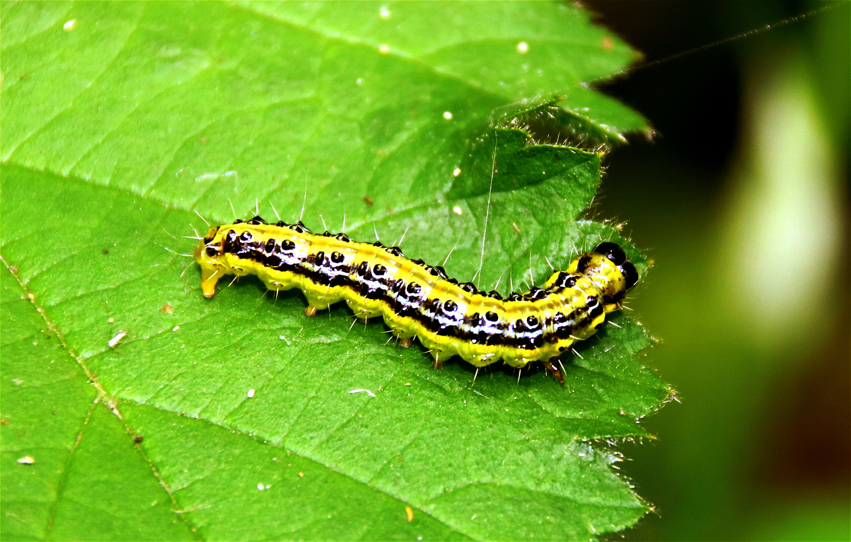 Raupe des Buchsbaumzünsler…. Foto & Bild tiere