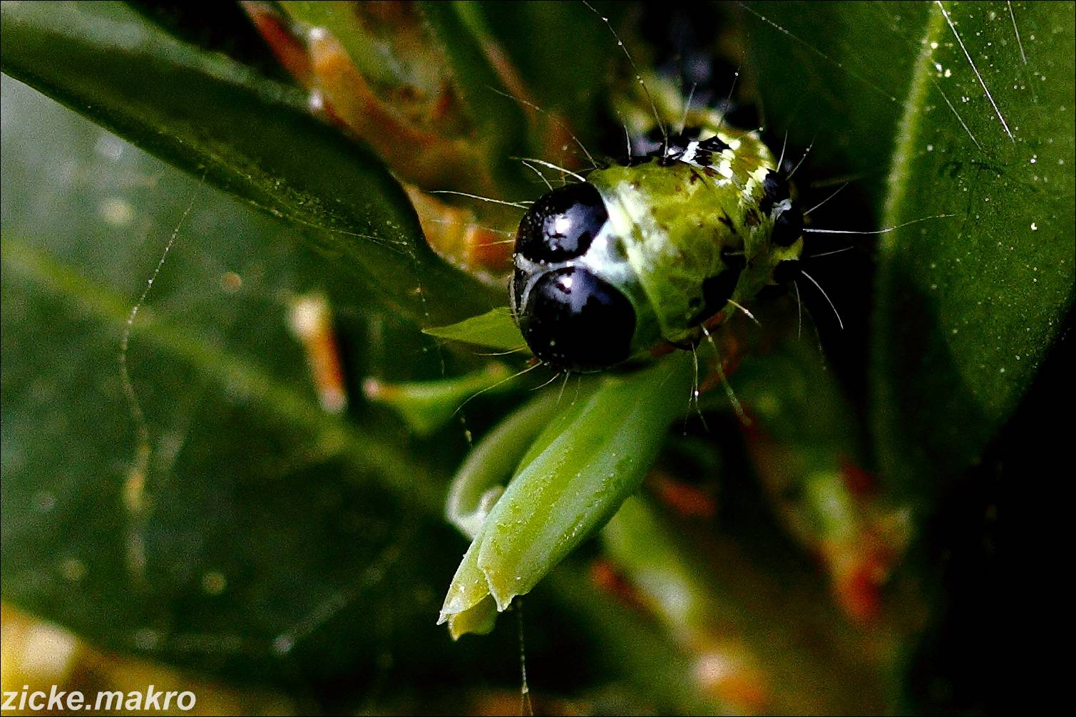 Raupe des Buchsbaumzünslers