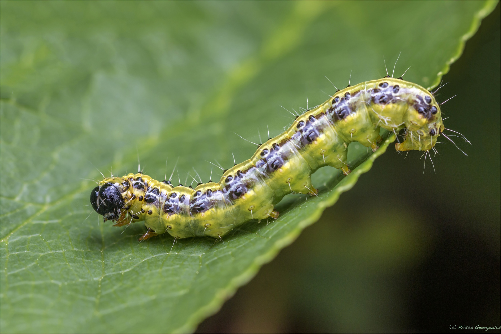 Raupe des Buchsbaumzünslers Foto &amp; Bild makro, grün