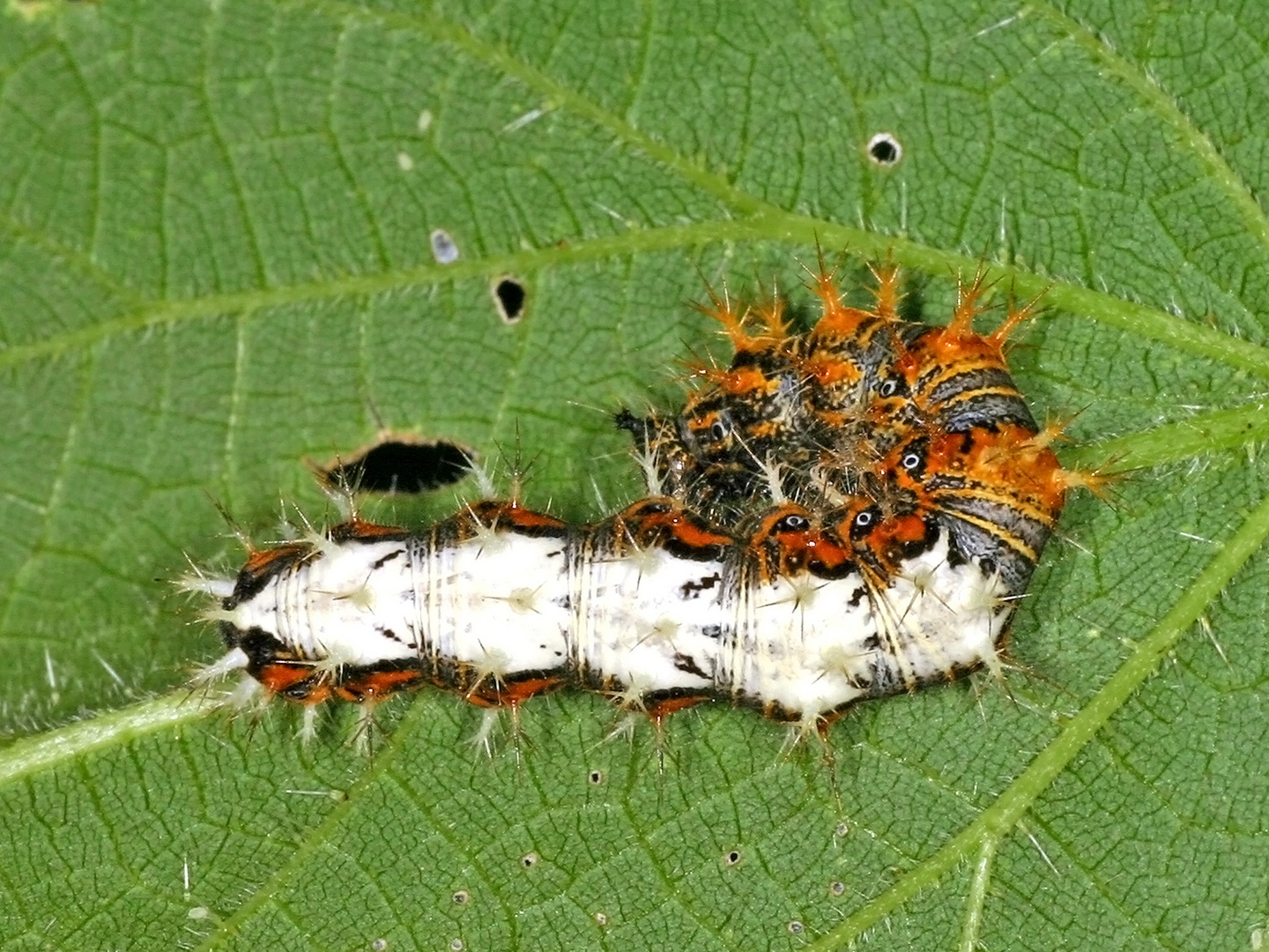 Raupe des C-Falter (Polygonia c-album, Syn.: Nymphalis c-album)....