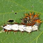 Raupe des C-Falter (Polygonia c-album, Syn.: Nymphalis c-album)....