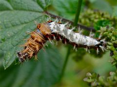 Raupe des C-Falters