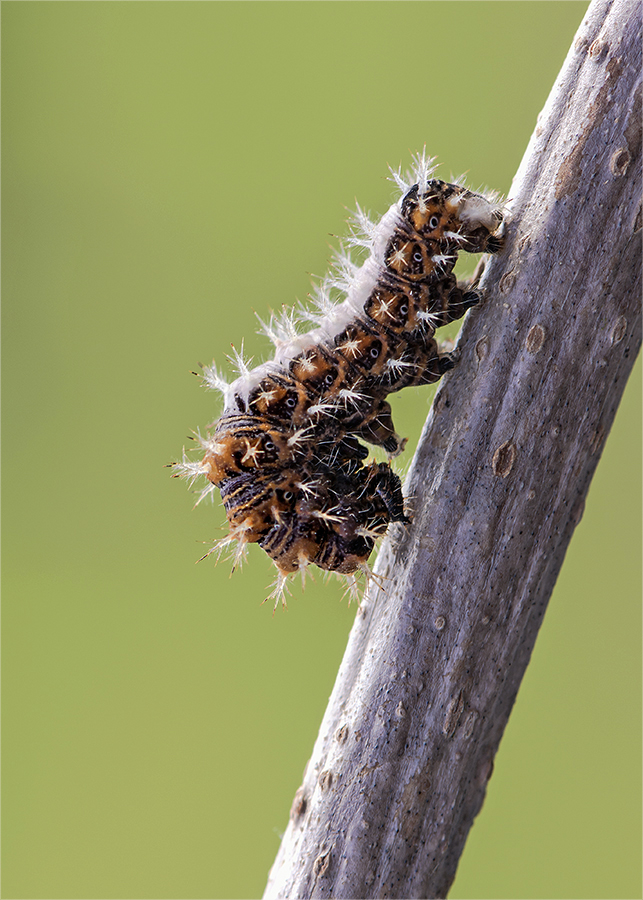 Raupe des C-Falters