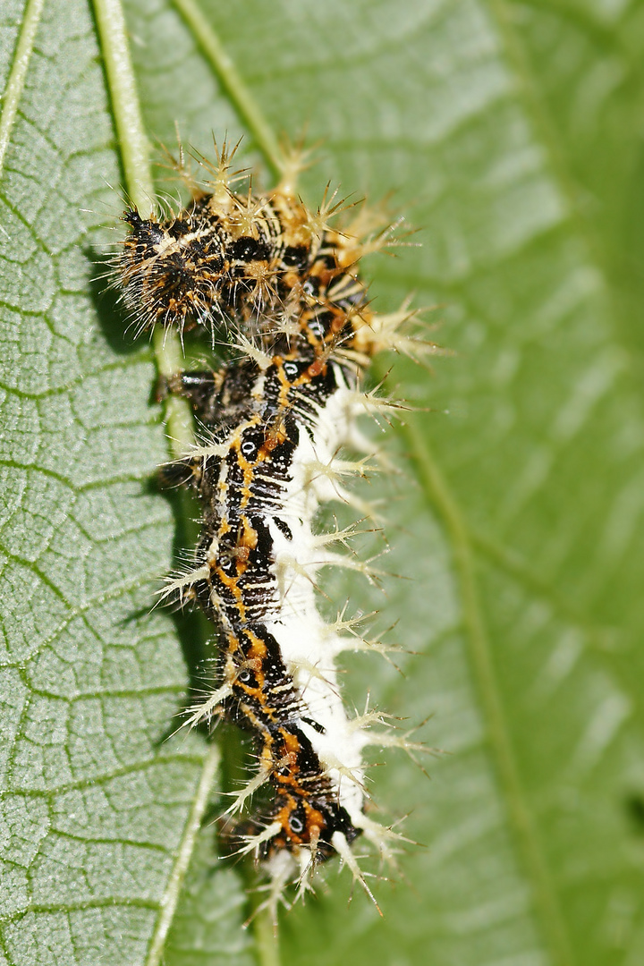 Raupe des C-Falters (Nymphalis c-album)