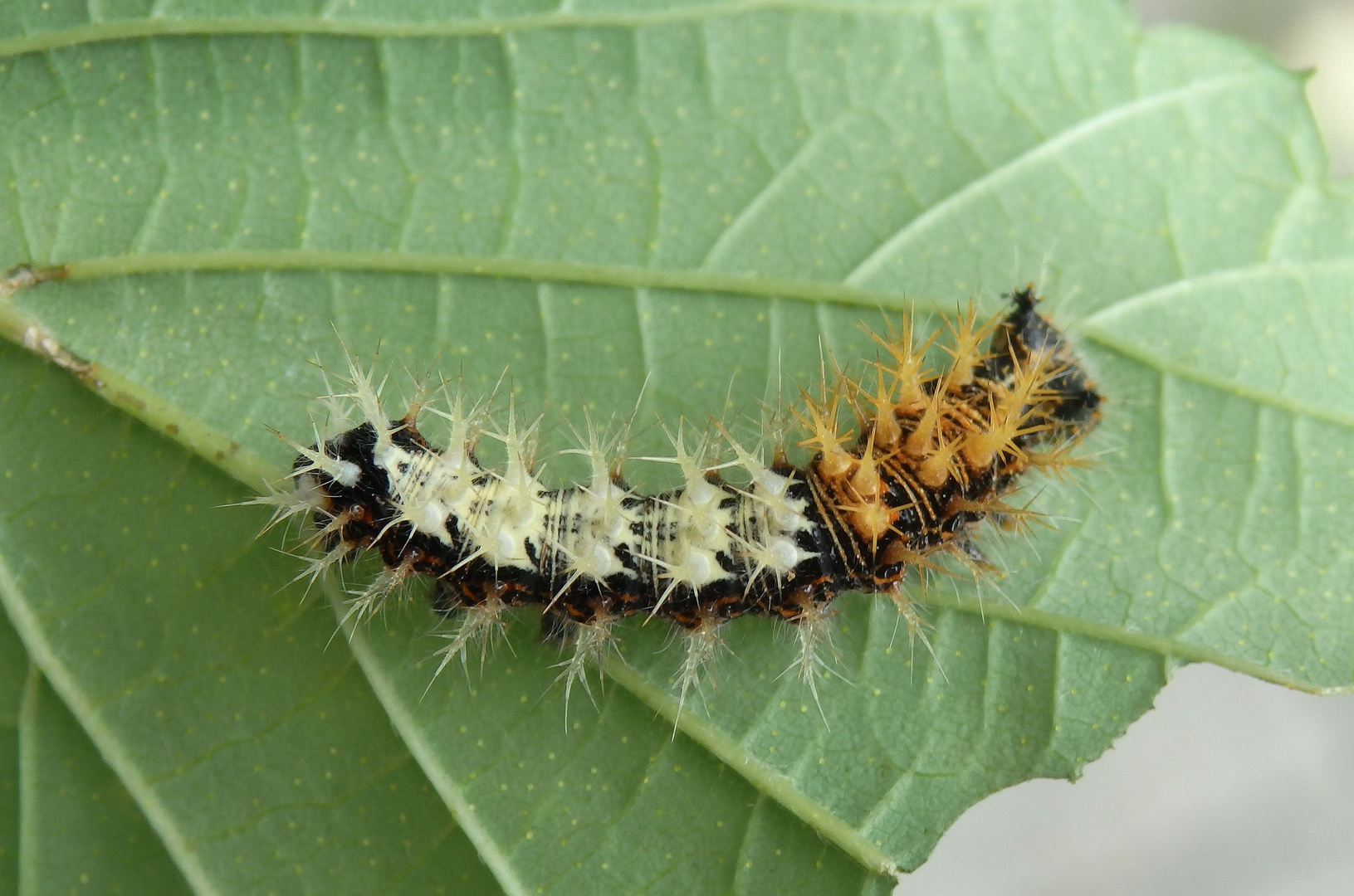 Raupe des C-Falters (Polygonia c-album, Syn.: Nymphalis c-album)