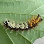 Raupe des C-Falters (Polygonia c-album, Syn.: Nymphalis c-album)