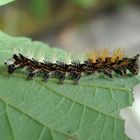 Raupe des C-Falters (Polygonia c-album, Syn.: Nymphalis c-album)