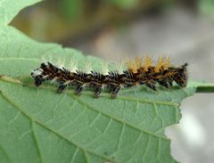 Raupe des C-Falters (Polygonia c-album, Syn.: Nymphalis c-album)