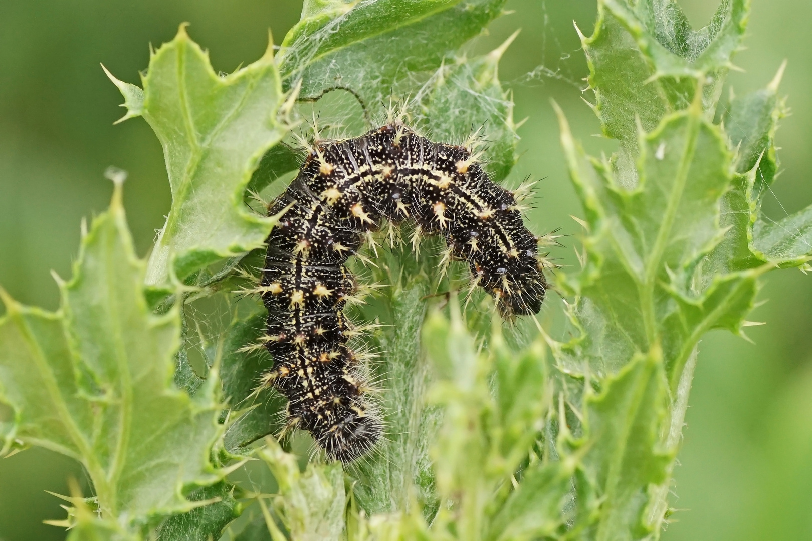 Raupe des Distelfalters (Vanessa cardui)