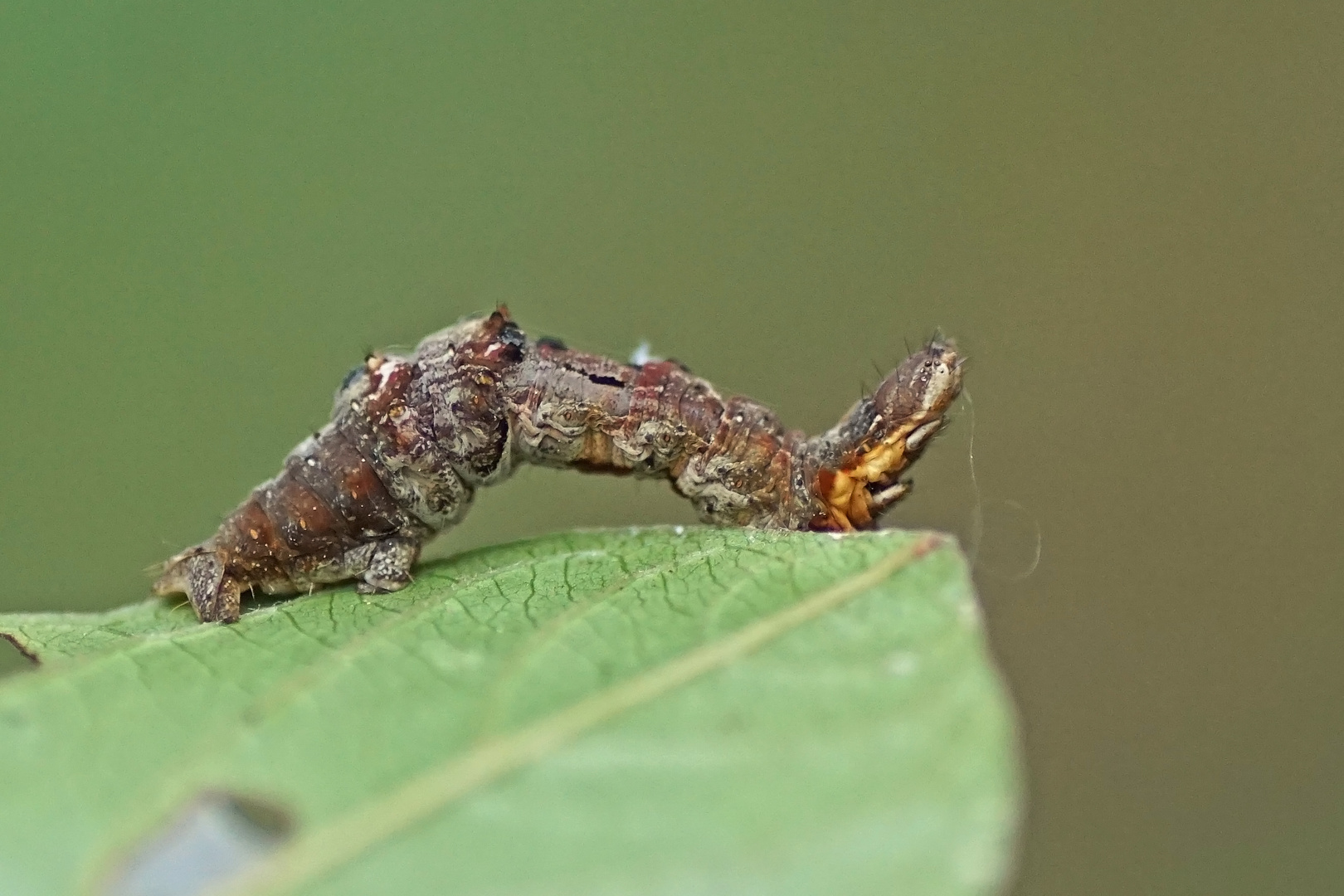 Raupe des Dreistreifigen Mondfleckspanner (Selenia dentaria)