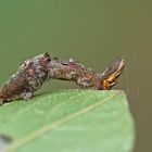 Raupe des Dreistreifigen Mondfleckspanner (Selenia dentaria)