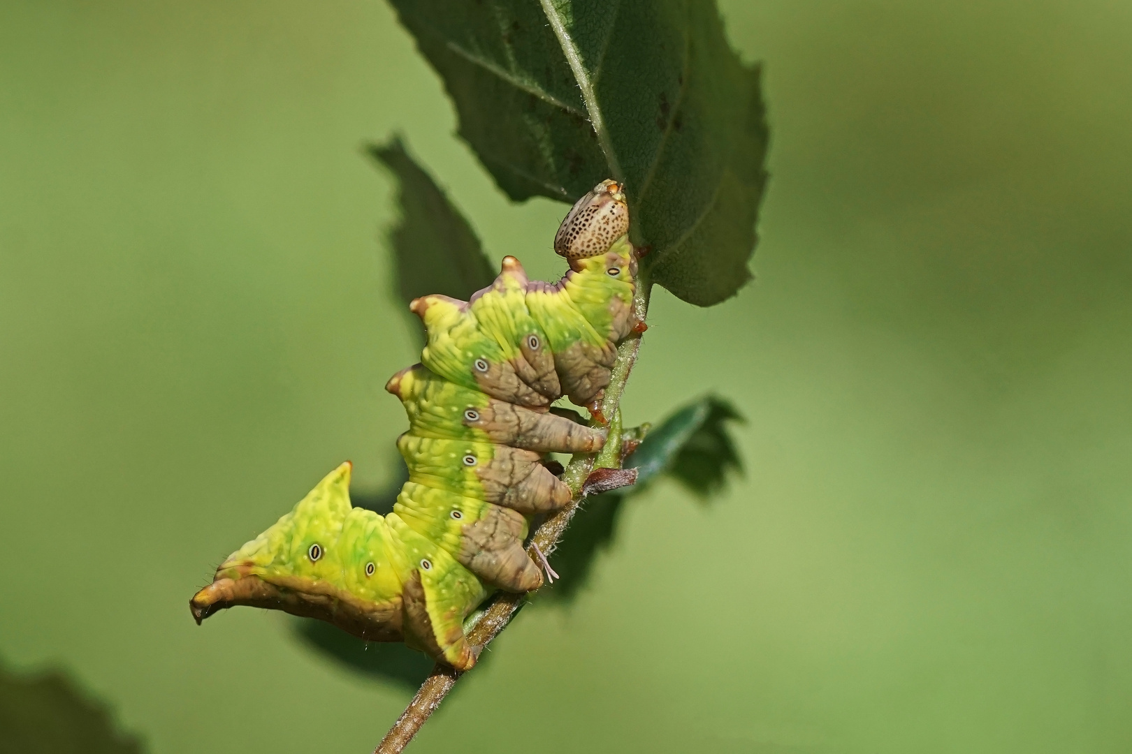 Raupe des Dromedar-Spinners (Notodonta dromedarius)