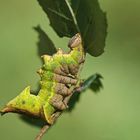 Raupe des Dromedar-Spinners (Notodonta dromedarius)