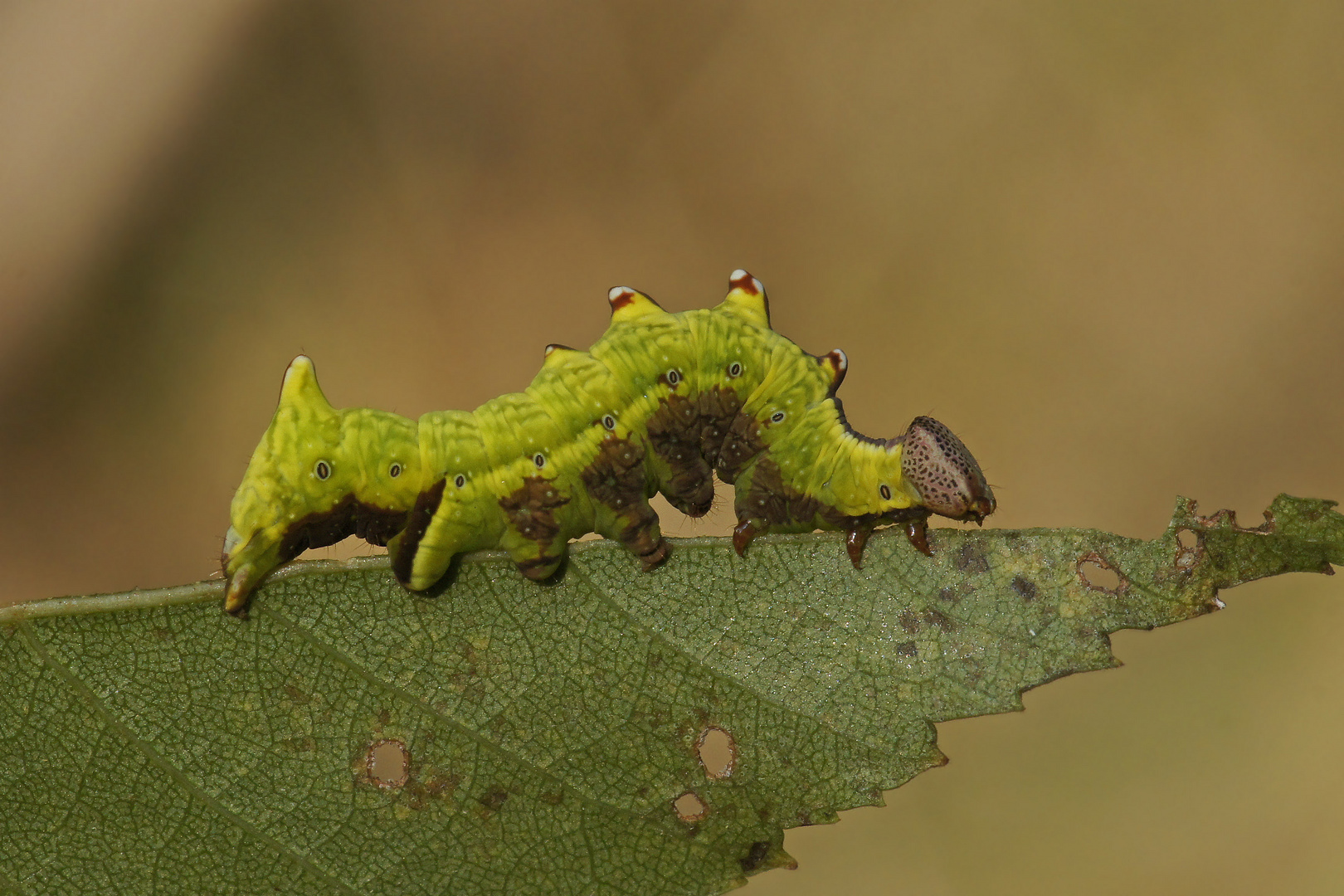 Raupe des Dromedarspinners (Notodonta dromedarius)