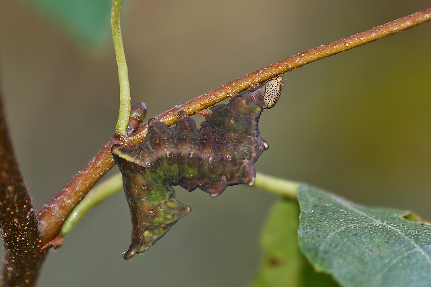 Raupe des Dromedarspinners (Notodonta dromedarius)