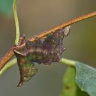 Raupe des Dromedarspinners (Notodonta dromedarius)