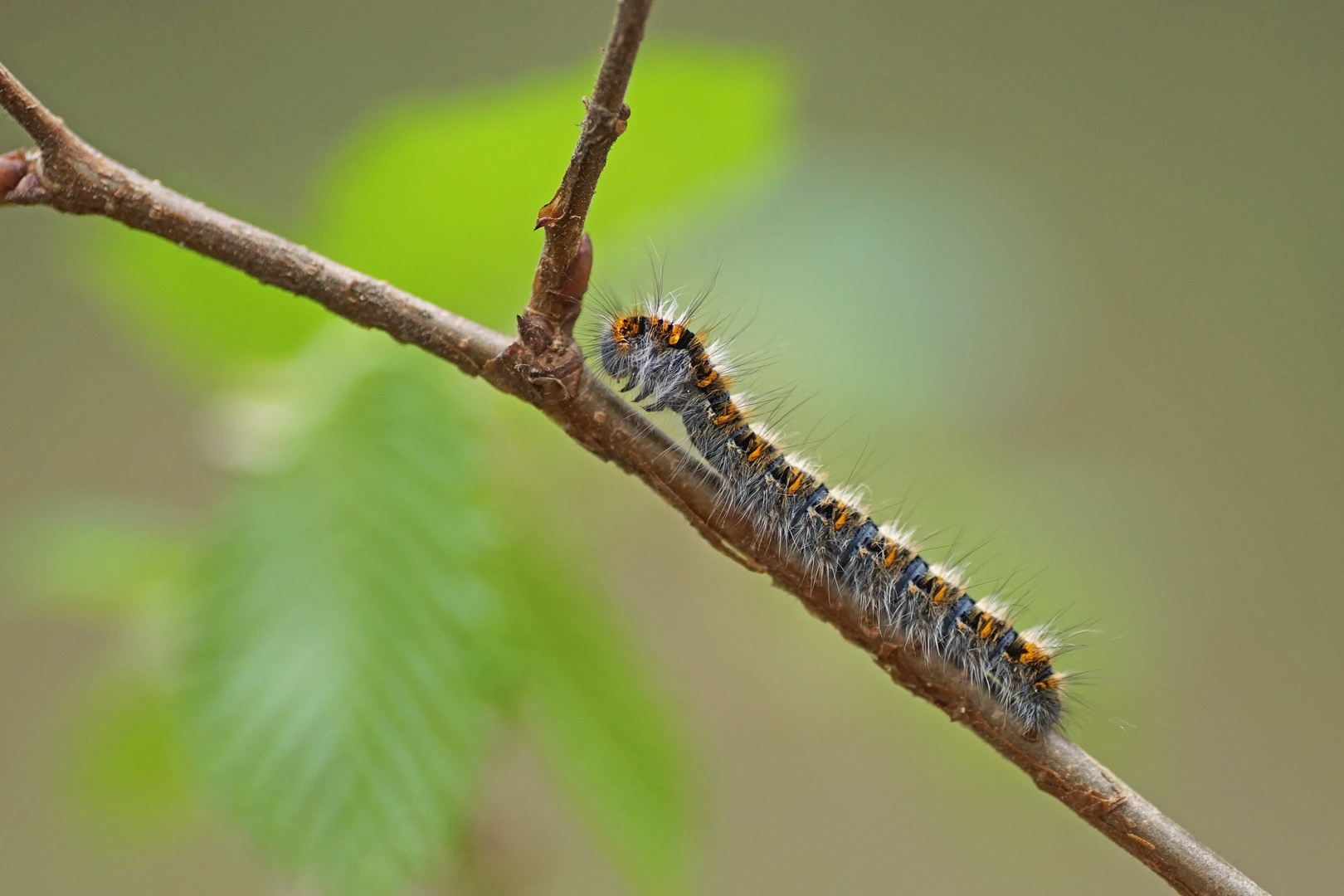 Raupe des Eichenspinners (Lasiocampa quercus)