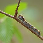 Raupe des Eichenspinners (Lasiocampa quercus)