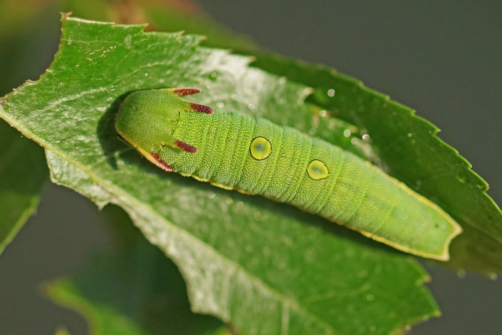 Raupe des Erdbeerbaum-Falters (Charaxes jasius)