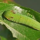 Raupe des Erdbeerbaum-Falters (Charaxes jasius)