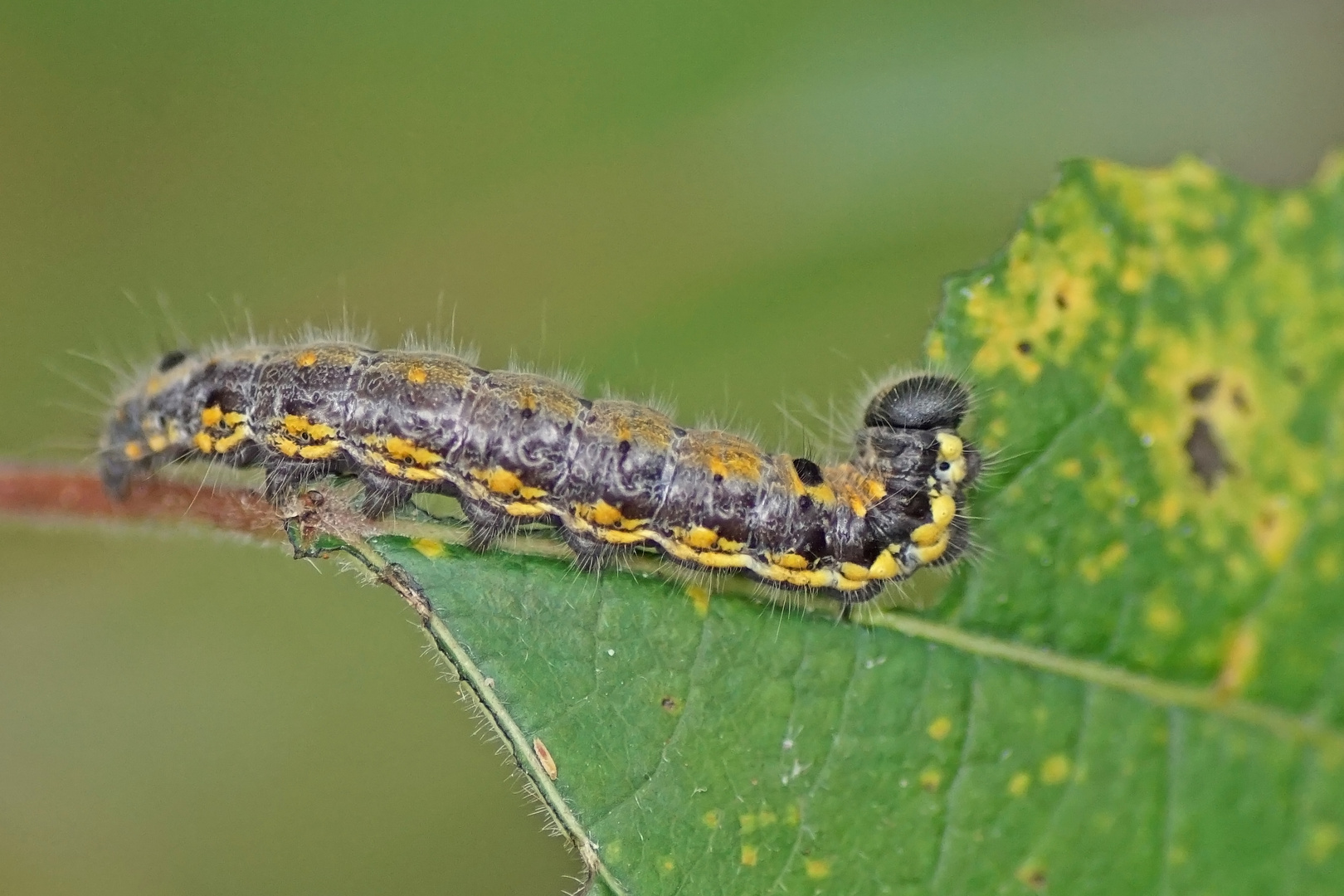 Raupe des Erpelschwanzes oder auch Rauhfußspinner (Clostera curtula oder pigra)