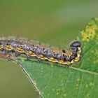 Raupe des Erpelschwanzes oder auch Rauhfußspinner (Clostera curtula oder pigra)