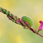 Raupe des Esparsetten-Widderchens