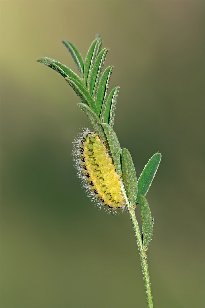 Raupe des Esparsetten-Widderchens