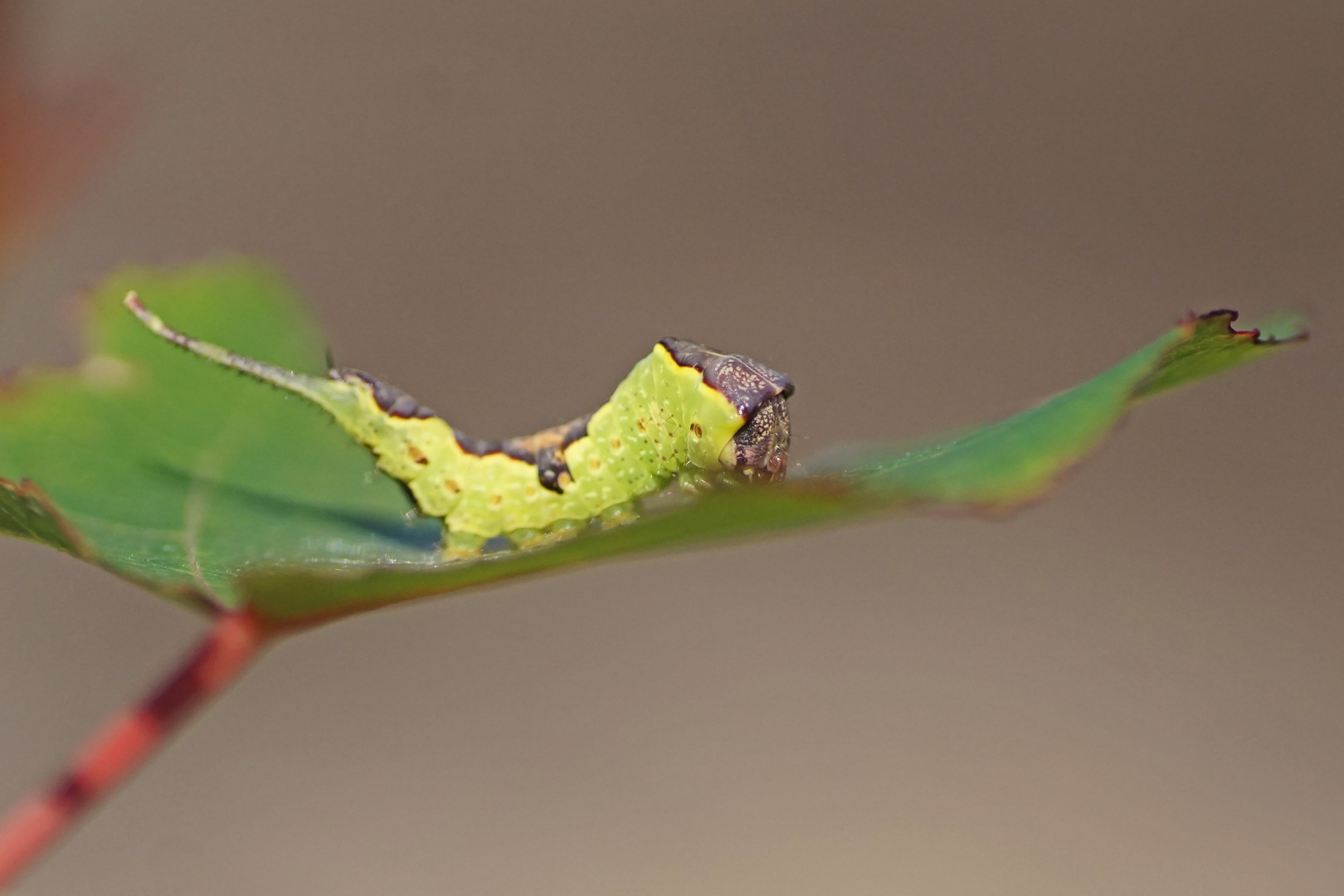 Raupe des Espen-Gabelschwanzes (Furcula bifida)