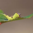 Raupe des Espen-Gabelschwanzes (Furcula bifida)