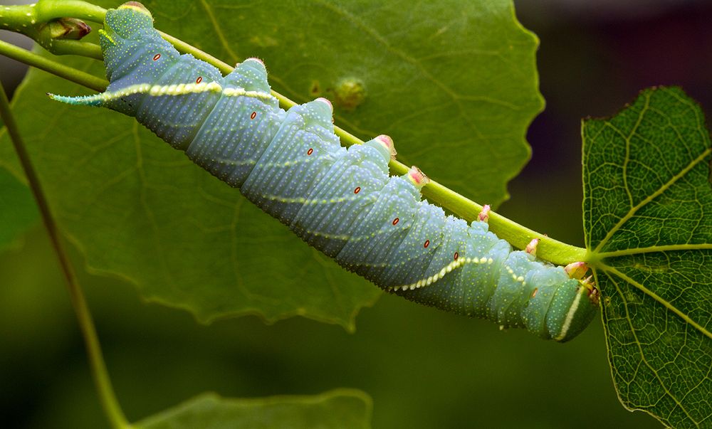 Raupe des Espenschwärmers