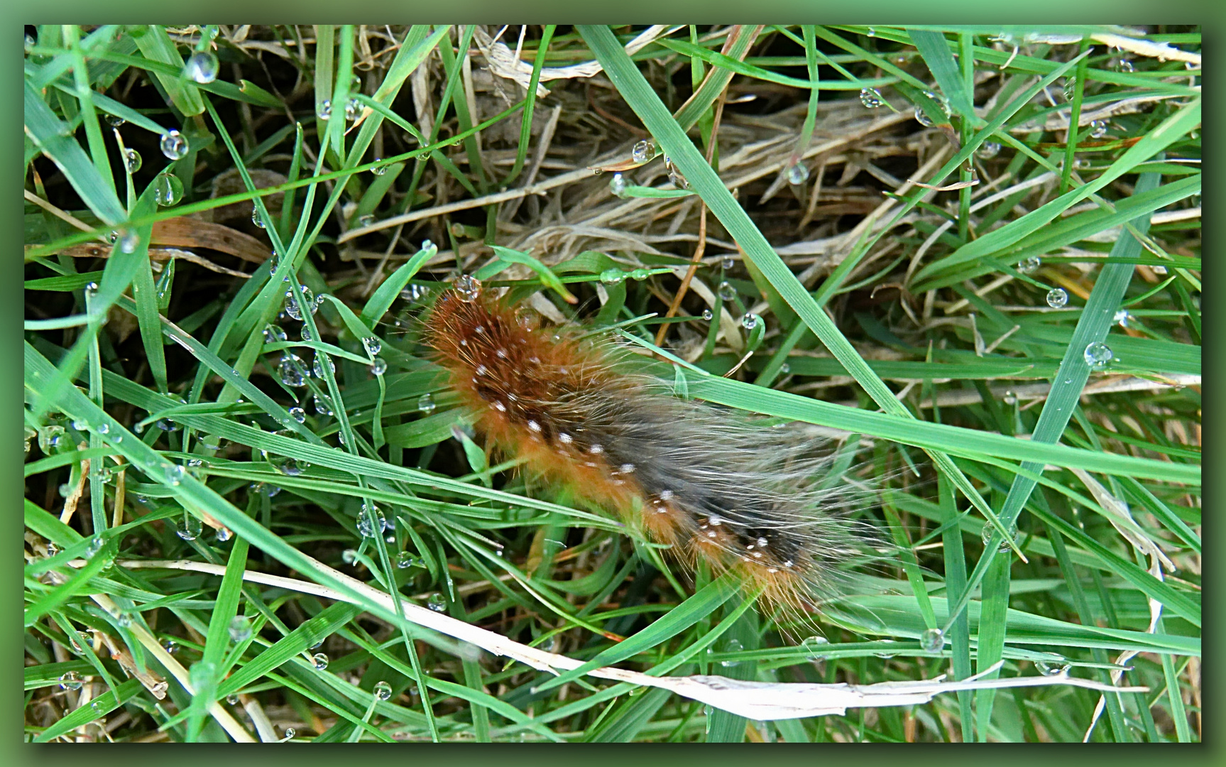 Raupe des Falters Brauner Bär