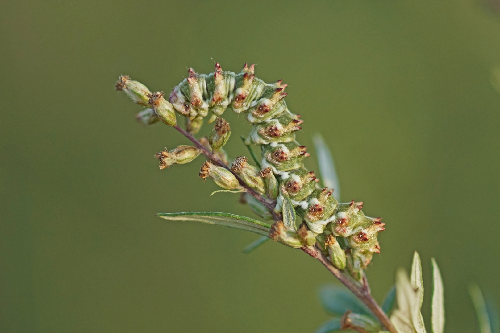 Raupe des Feldbeifuß-Mönch (Cucullia artemisiae)