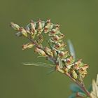 Raupe des Feldbeifuß-Mönch (Cucullia artemisiae)