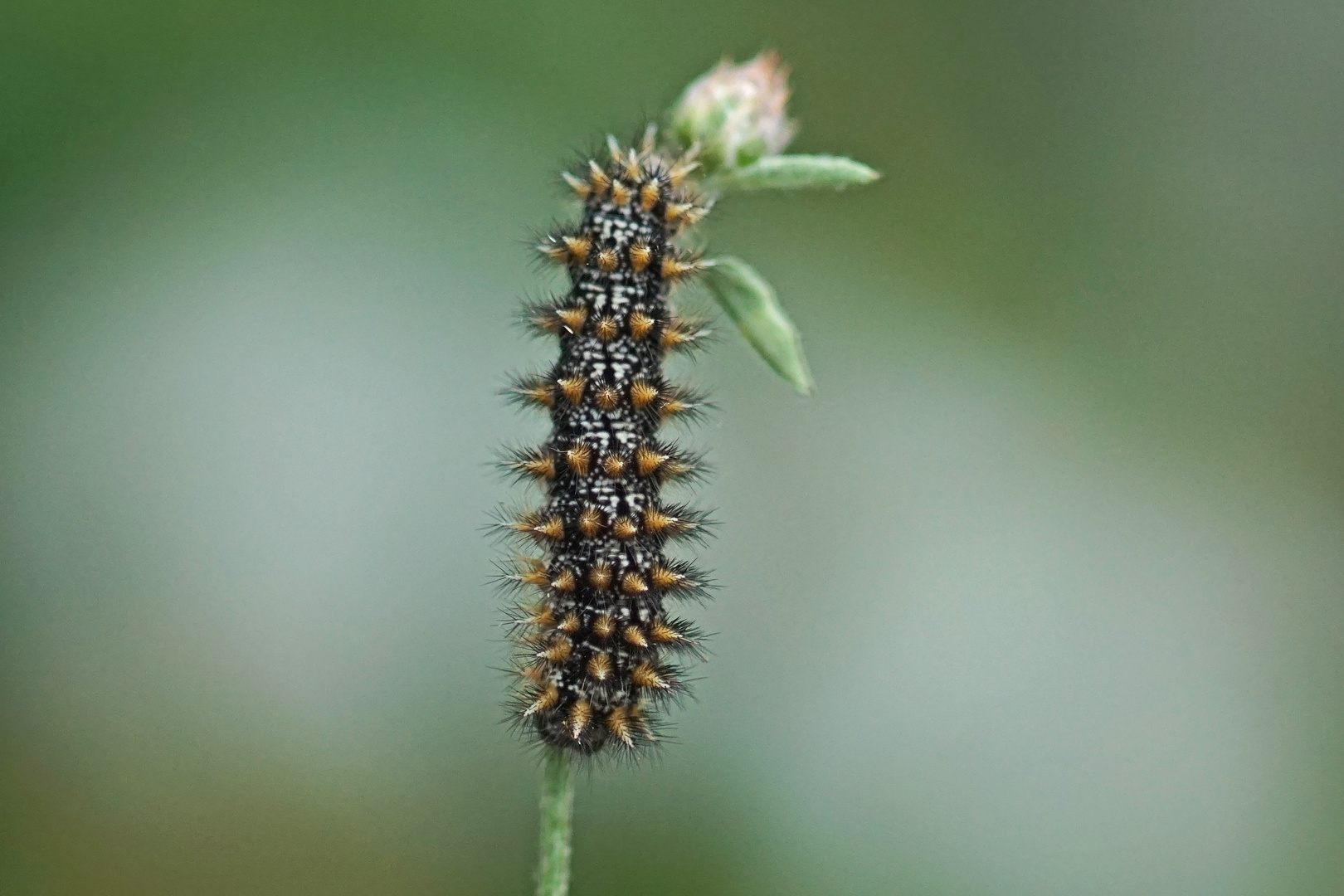 Raupe des Flockenblumen-Scheckenfalters (Melitaea phoebe)