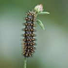 Raupe des Flockenblumen-Scheckenfalters (Melitaea phoebe)