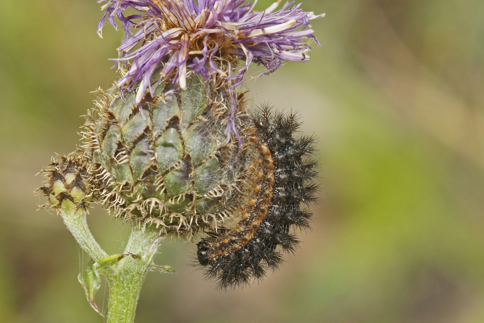 Raupe des Flockenblumen-Scheckenfalters (Melitaea phoebe)