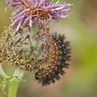 Raupe des Flockenblumen-Scheckenfalters (Melitaea phoebe)