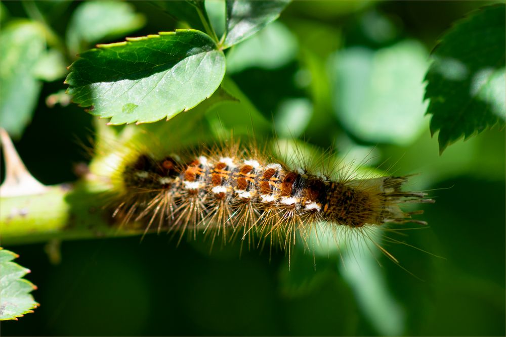 Raupe des FrühlingsWollafters Foto & Bild nachtfalter, haarig, raupe
