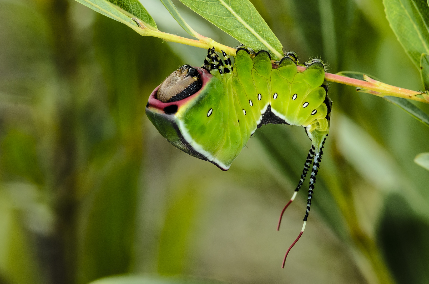 Raupe des Gabelschwanz (Cerura vinula)