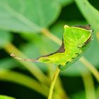 Raupe des Gabelschwanz (Dicranura vinula)