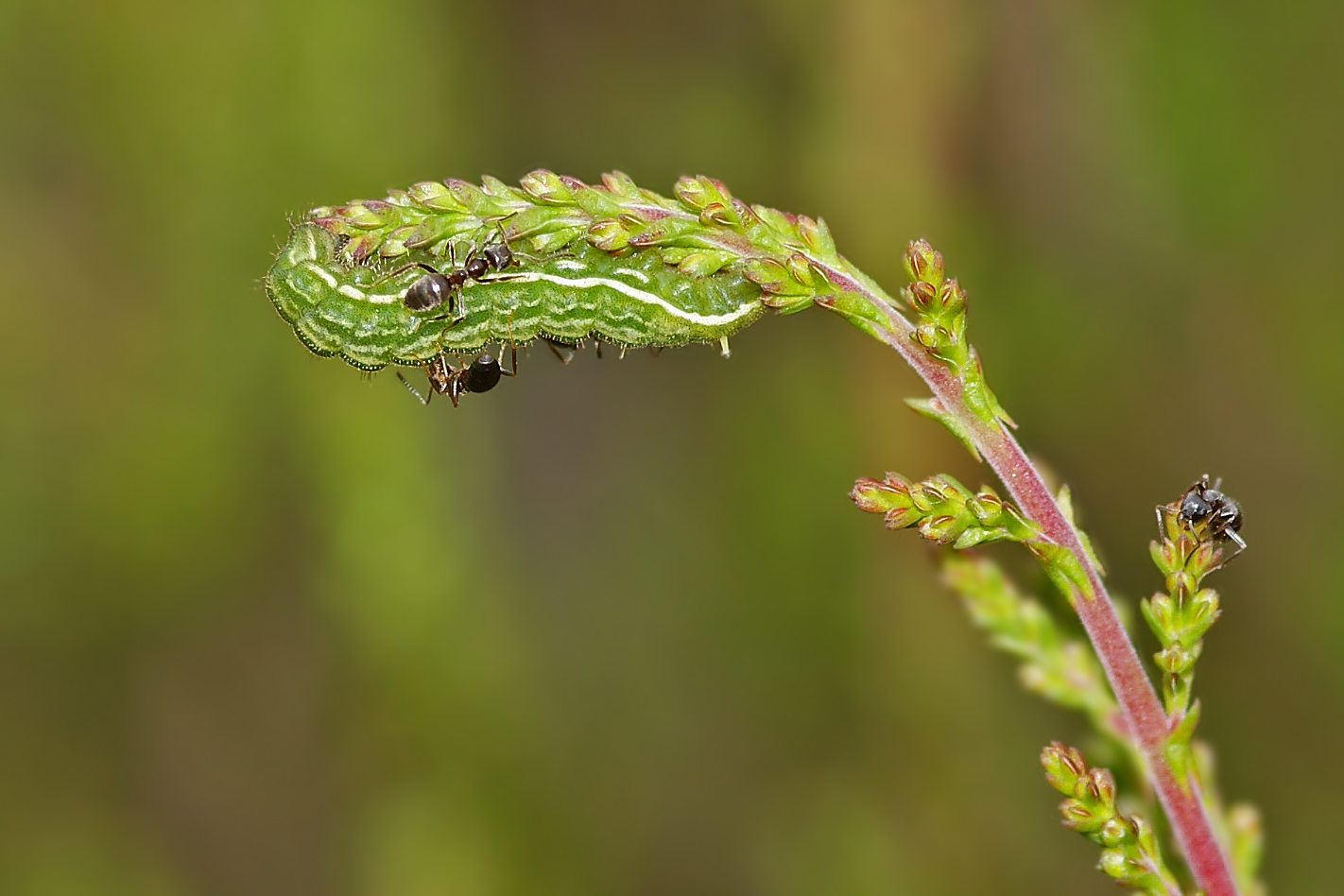 Raupe des Geißklee-Bläulings (Plebeius argus) mit.....