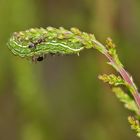 Raupe des Geißklee-Bläulings (Plebeius argus) mit.....