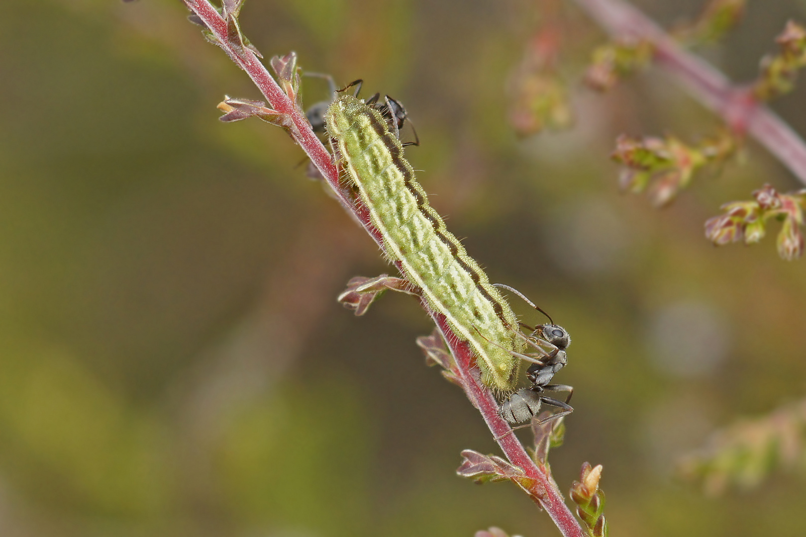 Raupe des Geißklee-Bläulings (Plebejus argus)